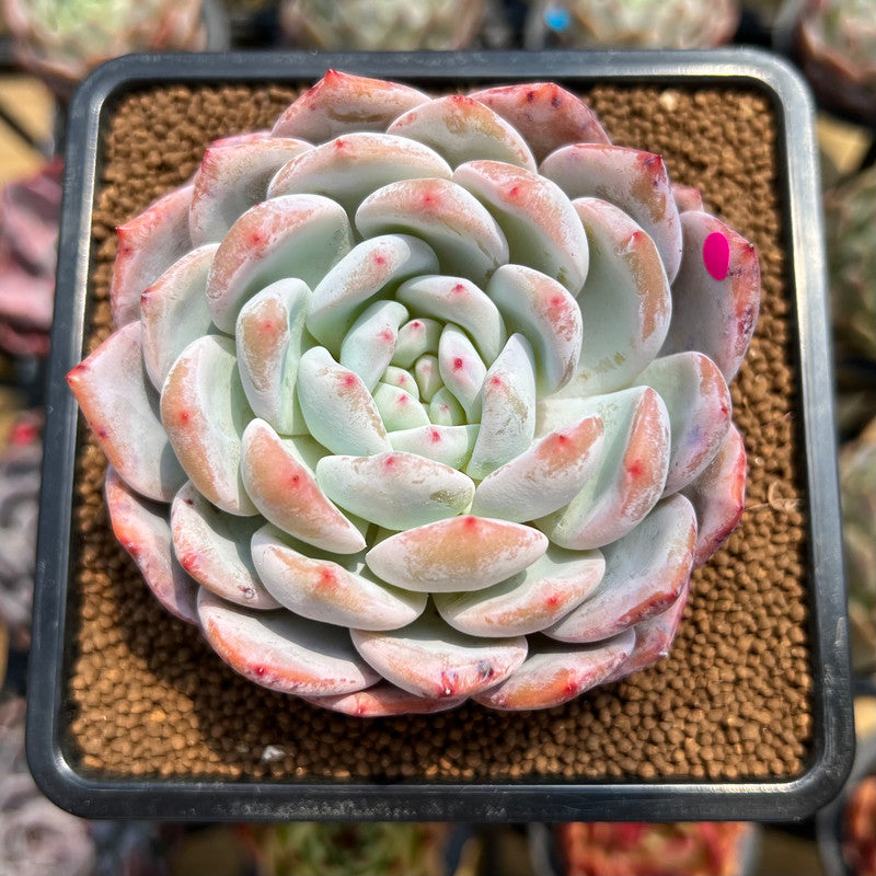 Echeveria 'Orange Monroe' 3" Succulent Plant Cutting