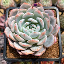 Echeveria 'Orange Monroe' 3" Succulent Plant Cutting