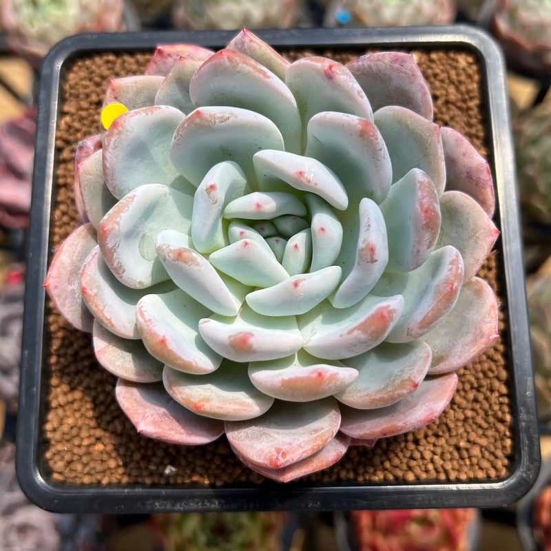 Echeveria 'Orange Monroe' 3" Succulent Plant Cutting