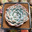 Echeveria 'Orange Monroe' 3" Succulent Plant Cutting