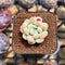 Echeveria 'Albi Drop' 1 Succulent Plant Cutting