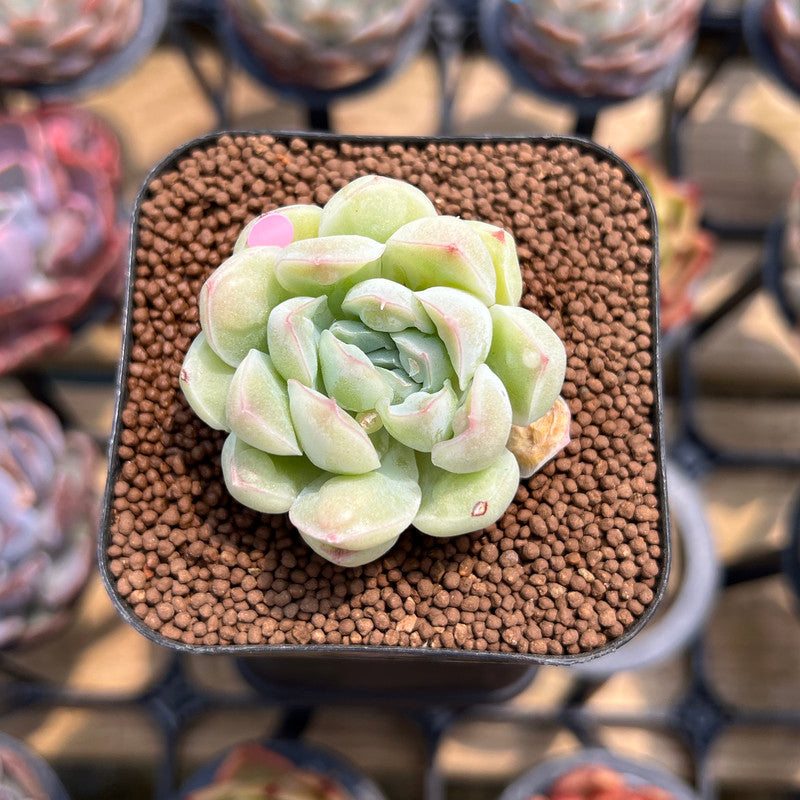 Echeveria 'Albi Drop' 1 Succulent Plant Cutting