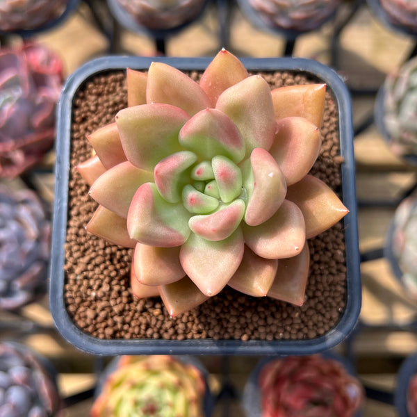 Graptoveria 'Ruby Donna'' 2" Succulent Plant Cutting