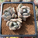 Pachyveria 'Black Swan' Hybrid 2" Succulent Plant Cutting