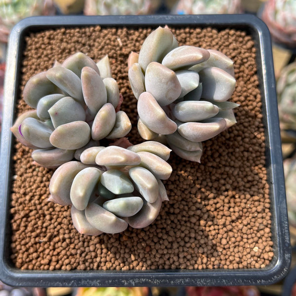 Pachyveria 'Black Swan' Hybrid 2" Succulent Plant Cutting