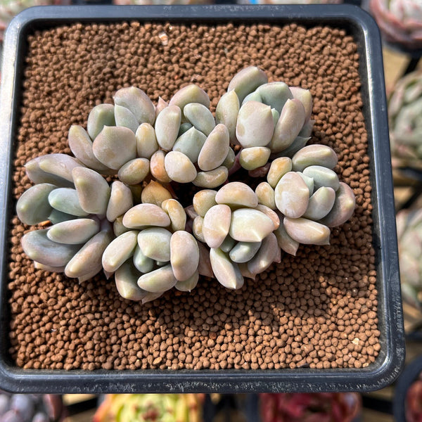 Pachyveria 'Black Swan' Hybrid 2" Succulent Plant Cutting