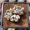 Pachyveria 'Black Swan' Hybrid 2" Succulent Plant Cutting