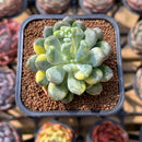 Pachyveria 'Walth' Variegated 2" Succulent Plant Cutting