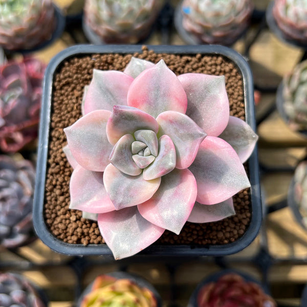 Graptopetalum 'Purple Delight' Variegated 2" Succulent Plant