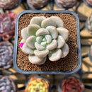 Graptoveria 'Bubble Bomb' 2" Succulent Plant Cutting