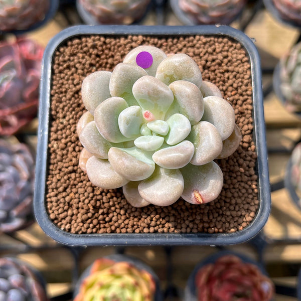 Graptoveria 'Bubble Bomb' 2" Succulent Plant Cutting