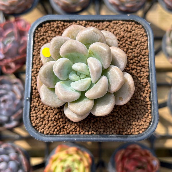 Graptoveria 'Bubble Bomb' 2" Succulent Plant Cutting