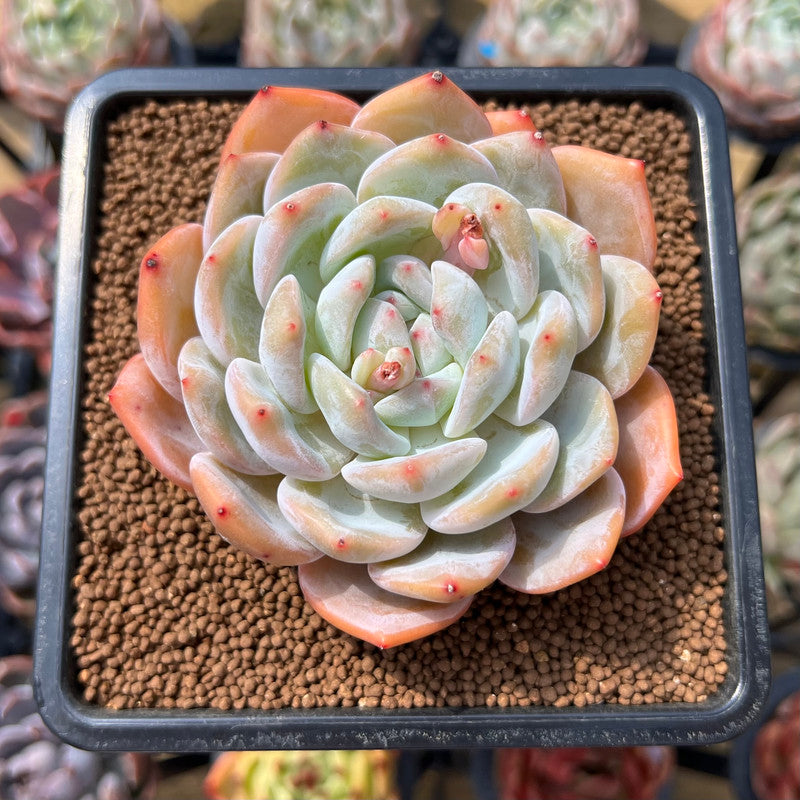 Echeveria 'Orange Monroe' 3" Succulent Plant Cutting