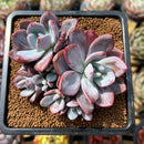 Graptoveria 'Acute Pink' 4" New Hybrid Succulent Plant Cutting