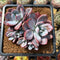 Graptoveria 'Acute Pink' 4" New Hybrid Succulent Plant Cutting