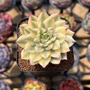 Graptoveria 'Silver Star' Variegated 2"-3" Succulent Plant Cutting