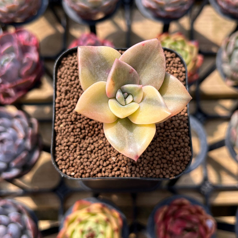 Graptopetalum 'Bainesii' Variegated 1"-2" Succulent Plant Cutting