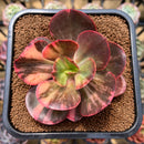 Echeveria 'Primadonna' Variegated 3"-4" Succulent Plant Cutting