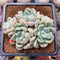 Graptoveria 'Bubble Bomb' 3"-4" Cluster Succulent Plant Cutting