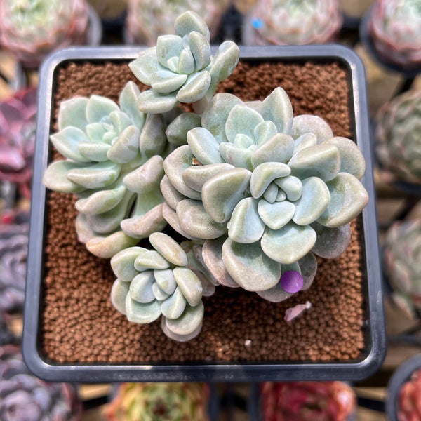 Graptoveria 'Bubble Bomb' 3"-4" Cluster Succulent Plant Cutting