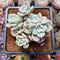 Graptoveria 'Bubble Bomb' 3"-4" Cluster Succulent Plant Cutting