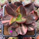 Echeveria 'Primadonna' Variegated 3"-4" Succulent Plant Cutting