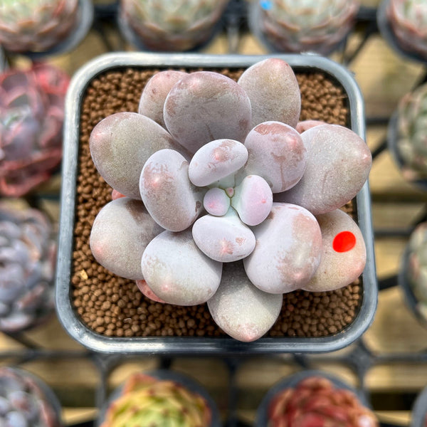 Pachyphytum 'Bracteosum' 2" Succulent Plant Cutting