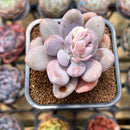 Pachyphytum 'Bracteosum' 2" Succulent Plant Cutting