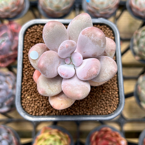 Pachyphytum 'Bracteosum' 2" Succulent Plant Cutting