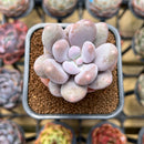 Pachyphytum 'Bracteosum' 2" Succulent Plant Cutting