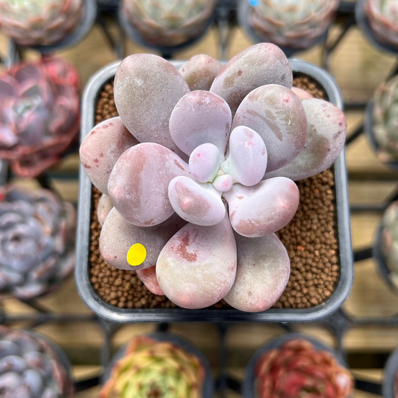 Pachyphytum 'Bracteosum' 2" Succulent Plant Cutting