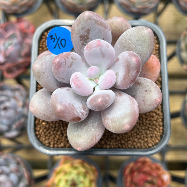 Pachyphytum 'Bracteosum' 2" Succulent Plant Cutting