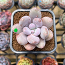 Pachyphytum 'Bracteosum' 2" Succulent Plant Cutting