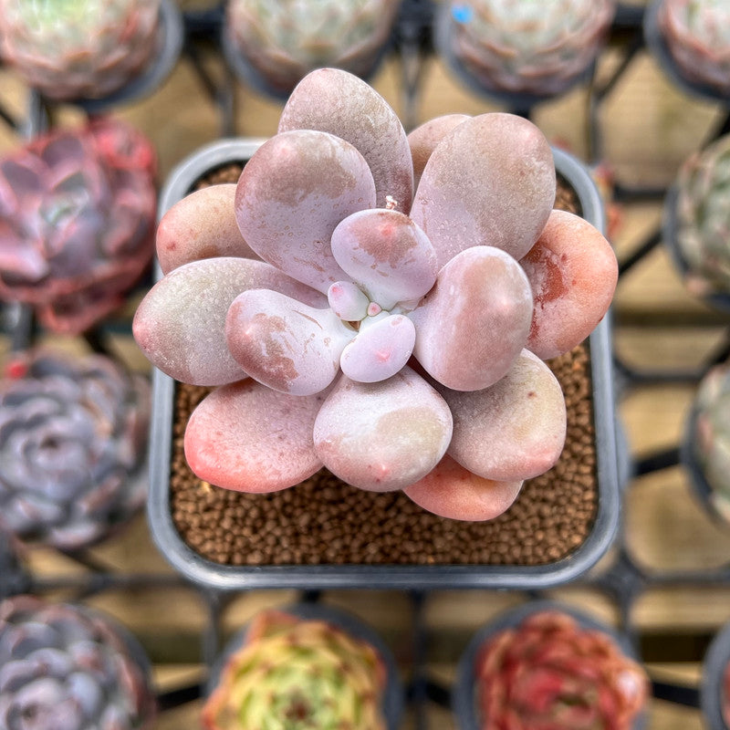 Pachyphytum 'Bracteosum' 2" Succulent Plant Cutting