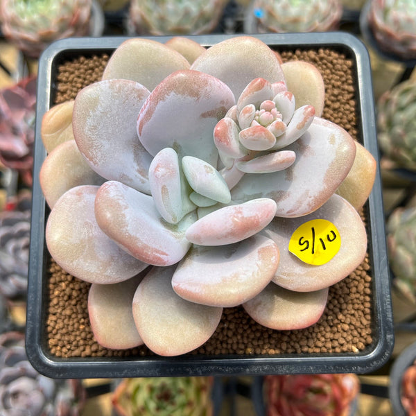 Graptoveria 'Lalla' 3"-4" Succulent Plant Cutting