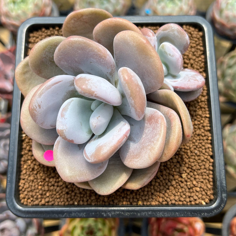 Graptoveria 'Lalla' 3"-4" Succulent Plant Cutting