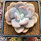 Graptoveria 'Lalla' 3"-4" Succulent Plant Cutting