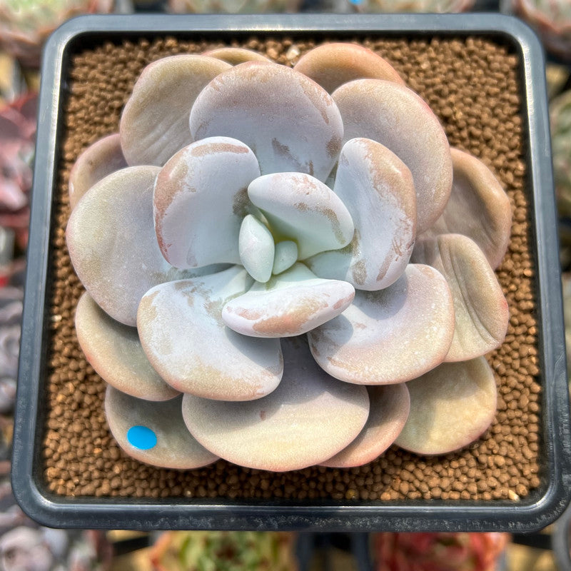 Graptoveria 'Lalla' 3"-4" Succulent Plant Cutting