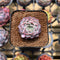 Echeveria 'Max Purple' 1" Succulent Plant Cutting