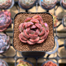 Echeveria 'Mr. Pink' 2" Succulent Plant Cutting