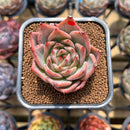 Echeveria 'Red Dragon' 2" Succulent Plant Cutting