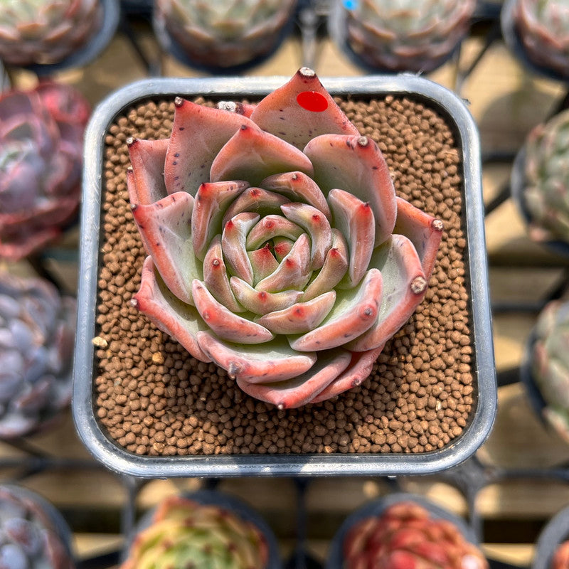 Echeveria 'Red Dragon' 2" Succulent Plant Cutting