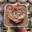 Echeveria 'Red Dragon' 2" Succulent Plant Cutting