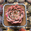 Echeveria 'Red Dragon' 2" Succulent Plant Cutting