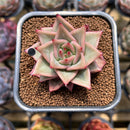 Echeveria 'Red Dragon' 2" Succulent Plant Cutting