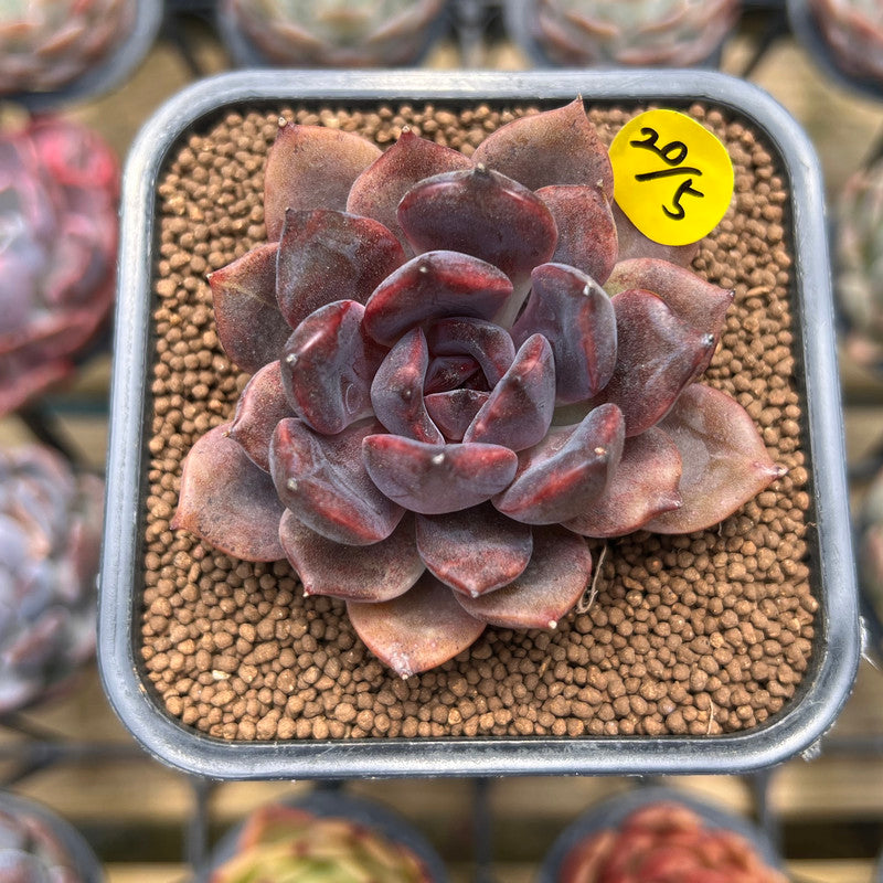 Echeveria 'Dark Chocolate' 2" Succulent Plant Cutting