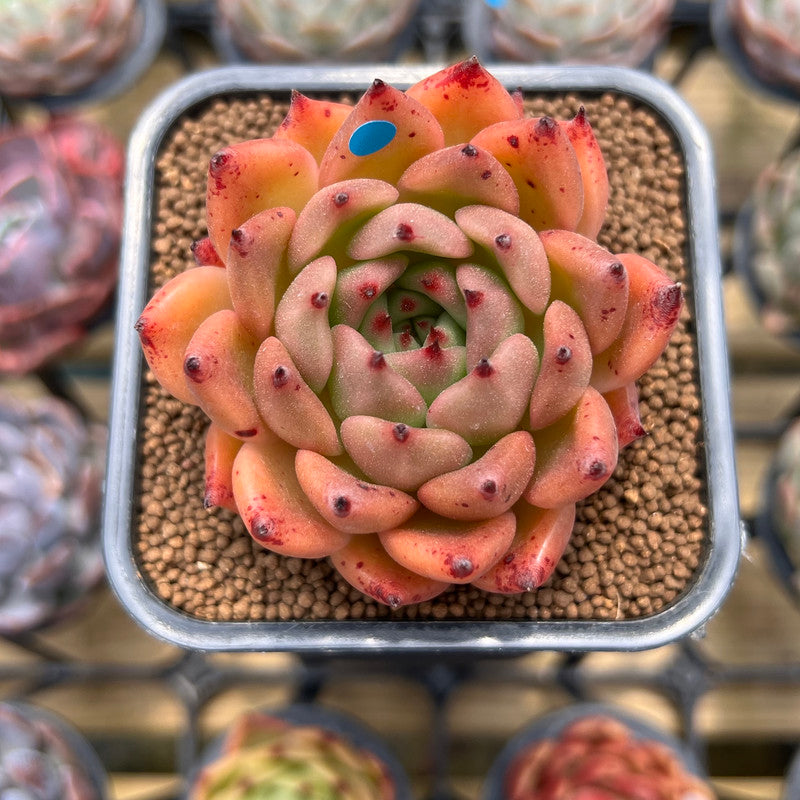 Echeveria Agavoides 'Honey Pink' 2" Succulent Plant Cutting