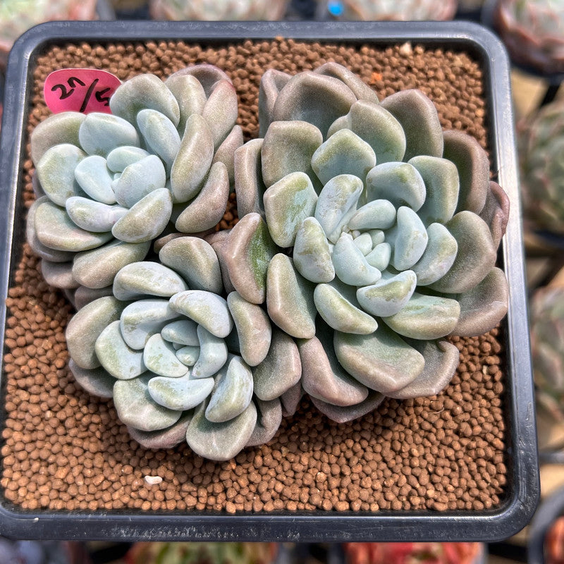 Graptoveria 'Bubble Bomb' 3" Succulent Plant Cutting