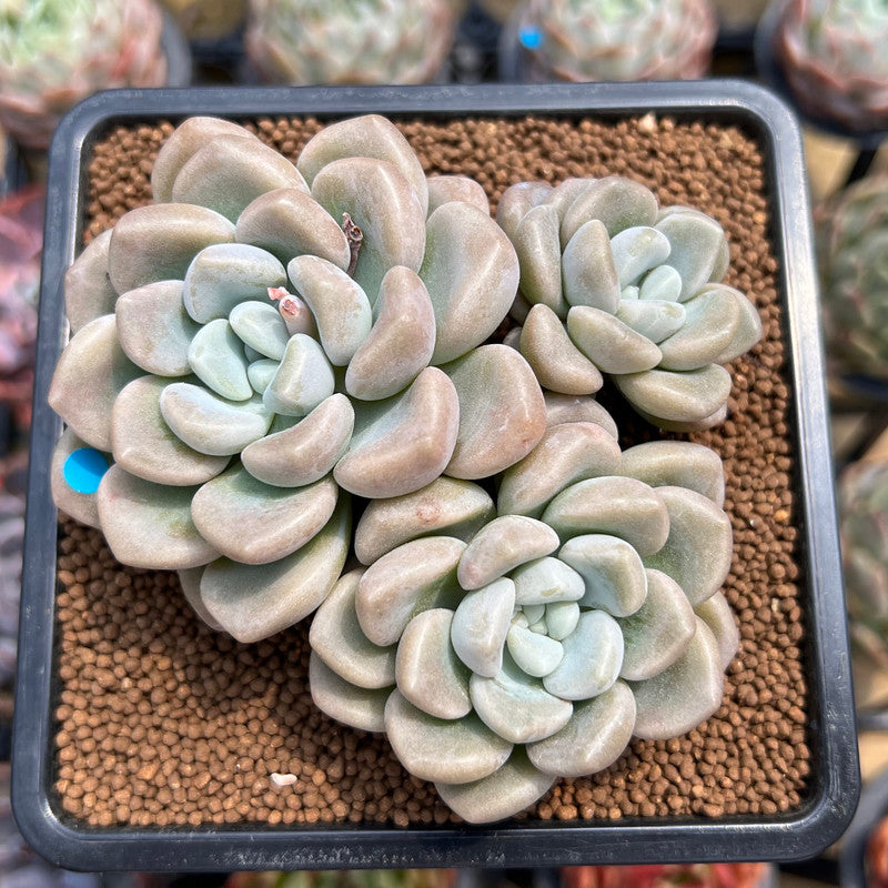 Graptoveria 'Bubble Bomb' 3" Succulent Plant Cutting