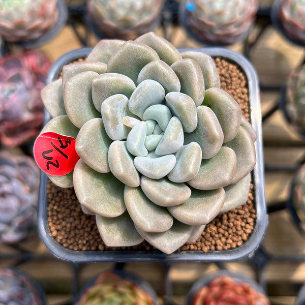 Graptoveria 'Bubble Bomb' 2" Succulent Plant Cutting